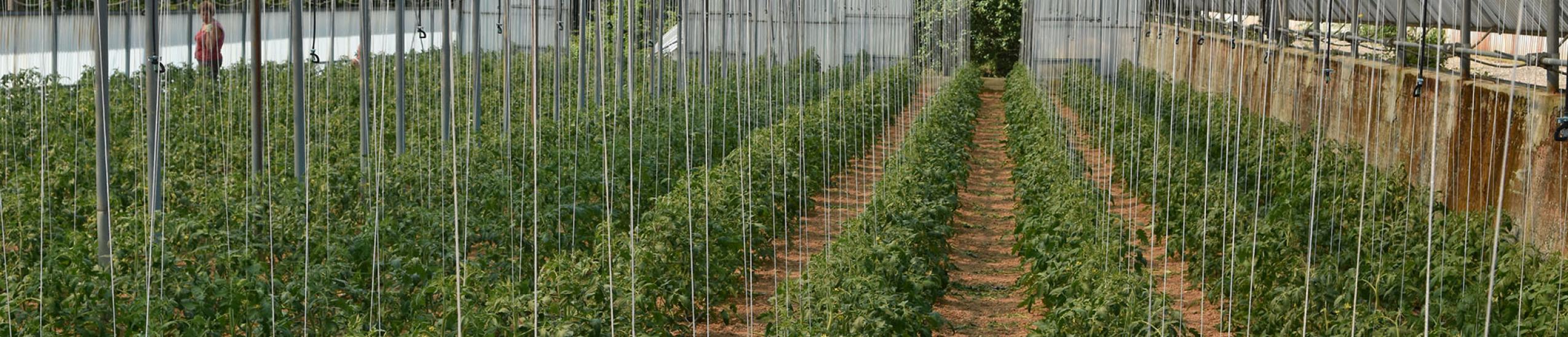 I pomodori coltivati in serra