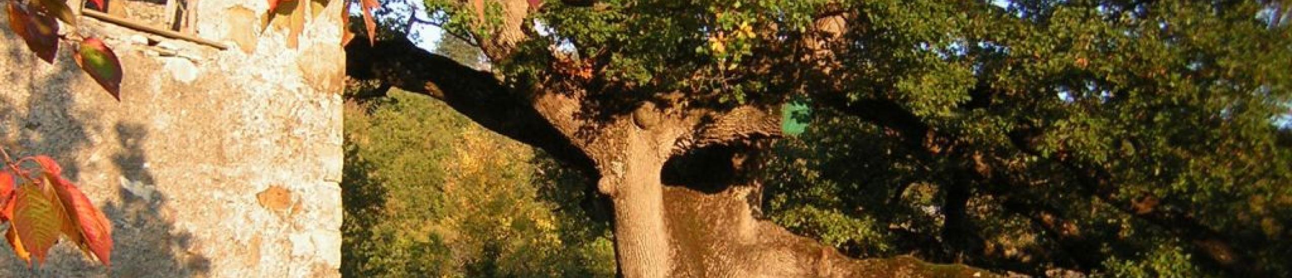 Quercia monumentale di Gosita - genere Roverella (0)