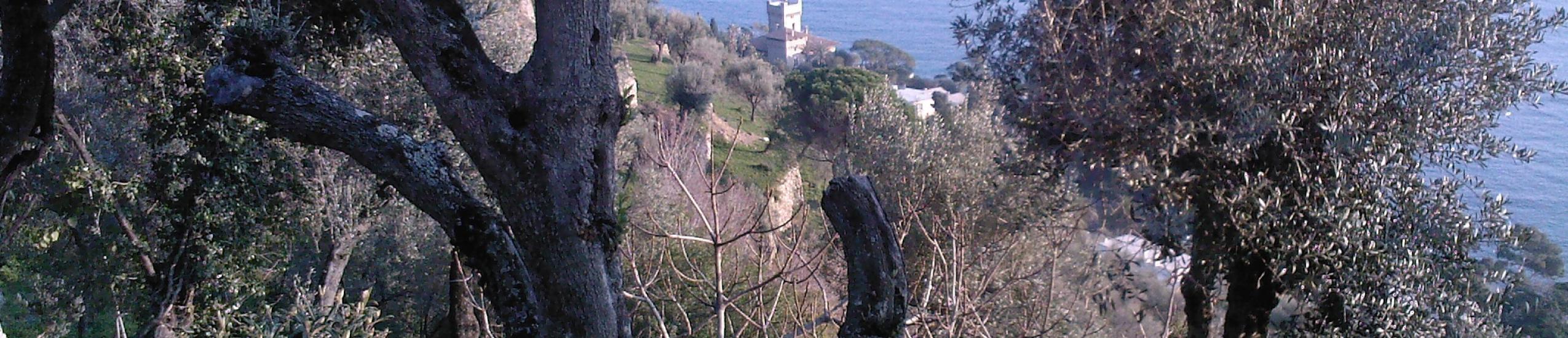 scogliera di Pieve Ligure