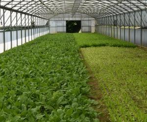 L'insalata coltivata in serra 