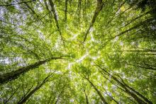 PSR 2014/2020. Misura 8.6. Finanziamento a fondo perduto fino al 40% per le tecnologie forestali e la trasformazione, movimentazione e commercializzazione dei prodotti delle foreste.